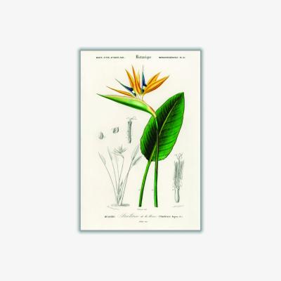 Wolf & Badger Green Bird Of Paradise A4 210 X 297Mm Stanley Print House