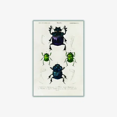 Wolf & Badger Vintage Insects A4 210 X 297Mm Stanley Print House