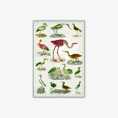 Wolf & Badger Collection Of Flightless Birds Print A4 210 X 297Mm Stanley Print House