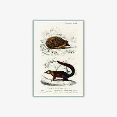 Wolf & Badger Brown European Hedgehog And Common Treeshrew Print A3 297 X 420Mm Stanley Print House