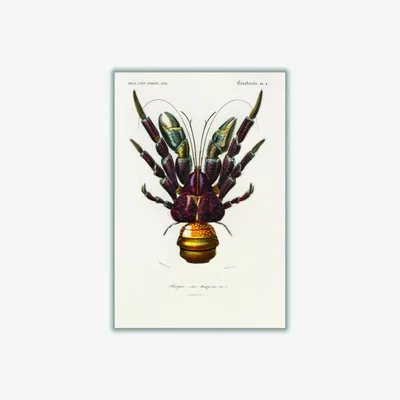 Wolf & Badger Brown Coconut Crab Xxs Stanley Print House
