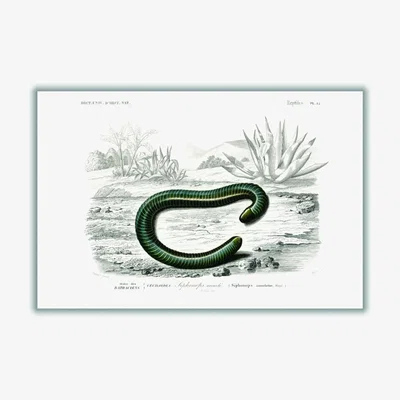 Wolf & Badger Black Ringed Caecilian Xxs Stanley Print House