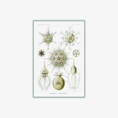 Wolf & Badger Neutrals Phaeodaria-Rohrstrahlinge Ii By Ernst Haeckel A4 210 X 297Mm Stanley Print House