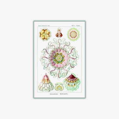 Wolf & Badger Permedusae-Talchenquallen By Ernst Haeckel A4 210 X 297Mm Stanley Print House