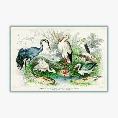 Wolf & Badger Grey Various Types Of Large Birds A1 594 X 841Mm Stanley Print House