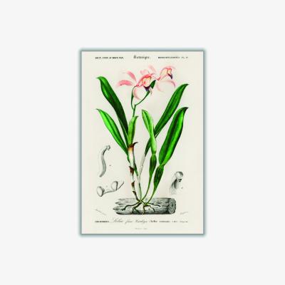 Wolf & Badger Lelia Cattleioides By Charles Dessalines D Orbigny Green A4 210 X 297Mm Stanley Print House