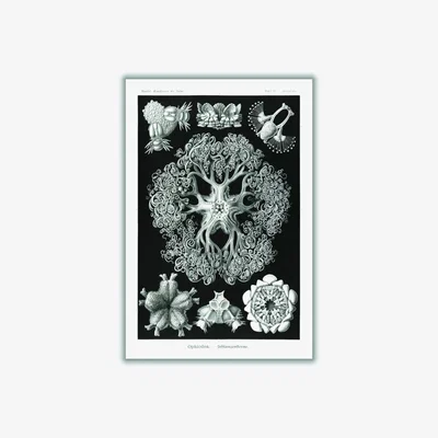 Wolf & Badger Grey Ophiodea-Schlangensterne I By Ernst Haeckel A4 210 X 297Mm Stanley Print House