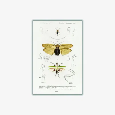 Wolf & Badger Yellow / Orange Natural History - Different Types Of Insects 5 A3 297 X 420Mm Stanley Print House