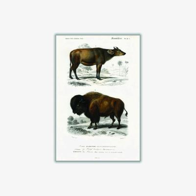 Wolf & Badger Cow - Brown A4 210 X 297Mm Stanley Print House