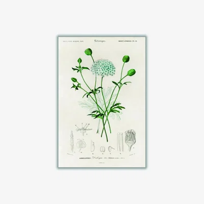 Wolf & Badger Green Didiscus Caeruleus A2 420 X 594Mm Stanley Print House