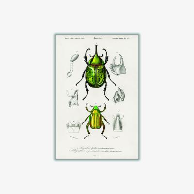 Wolf & Badger Green Eastern Hecules Beetle A2 420 X 594Mm Stanley Print House