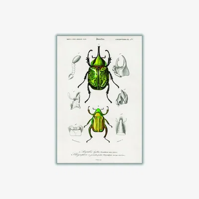 Wolf & Badger Green Eastern Hecules Beetle A2 420 X 594Mm Stanley Print House