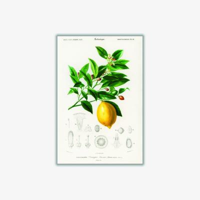 Wolf & Badger Lemon Illustration Large Stanley Print House