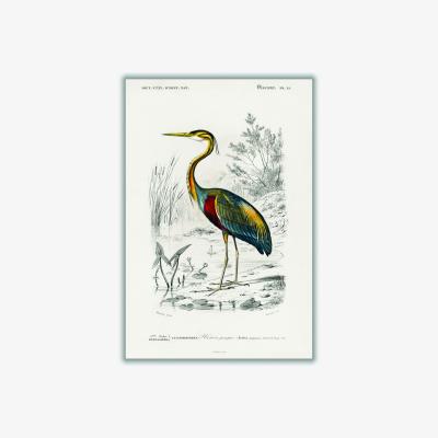 Wolf & Badger Purple Heron A4 210 X 297Mm Stanley Print House