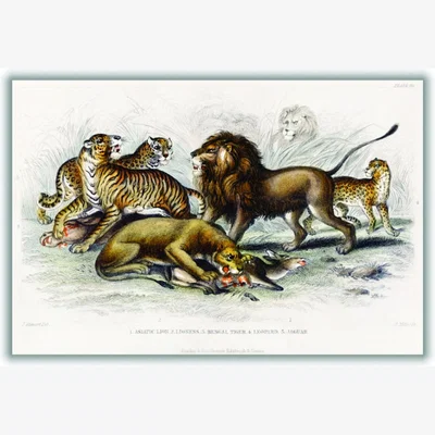 Wolf & Badger Yellow / Orange Asiatic Lion, Lioness, Bengal Tiger, Leopard, And Jaguar A3 297 X 420Mm Stanley Print House