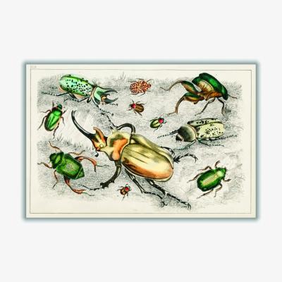 Wolf & Badger Collection Of Beetles Xxs Stanley Print House