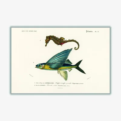 Wolf & Badger Blue Lined Seahorse Extra Large Stanley Print House