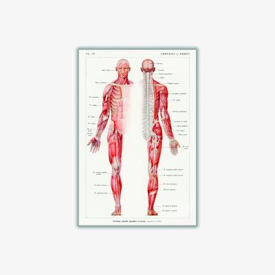 Wolf & Badger Red Human Nervous System A3 297 X 420Mm Stanley Print House