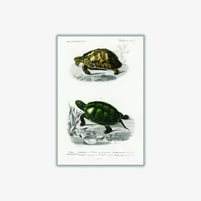 Wolf & Badger Tortoises & Pond Turtle A2 420 X 594Mm Stanley Print House