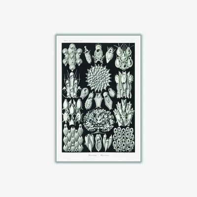 Wolf & Badger Grey Bryozoa-Woostiere By Ernst Haeckel A4 210 X 297Mm Stanley Print House