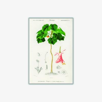 Wolf & Badger Green Astrapoea Wallichii Medium Stanley Print House
