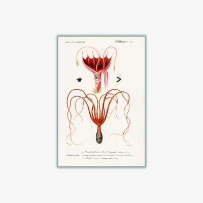 Wolf & Badger Yellow / Orange Squid And Octopus A3 297 X 420Mm Stanley Print House