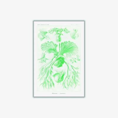 Wolf & Badger Green Filicinae-Laubfarne I By Ernst Haeckel A2 420 X 594Mm Stanley Print House