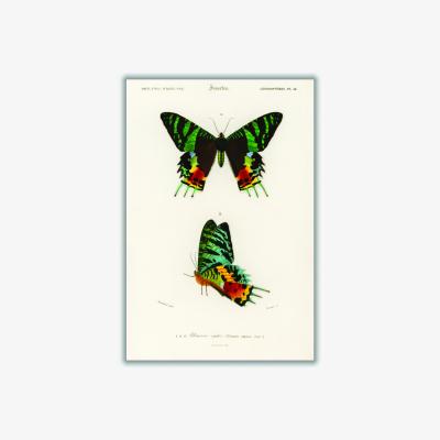 Wolf & Badger Moth Illustration Extra Large Stanley Print House