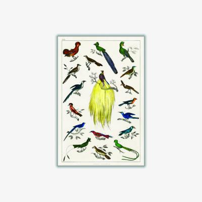 Wolf & Badger Brown Collection Of Birds Iiii Print Medium Stanley Print House