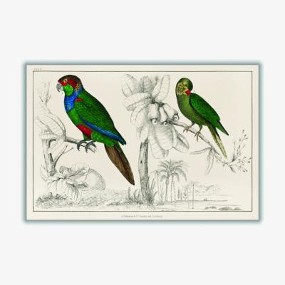 Wolf & Badger Green Two Parakeets Extra Small Stanley Print House