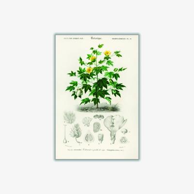 Wolf & Badger Green Sea Island Cotton A2 420 X 594Mm Stanley Print House