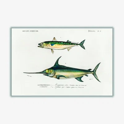 Wolf & Badger Different Types Of Fishes Iiii A1 594 X 841Mm Stanley Print House
