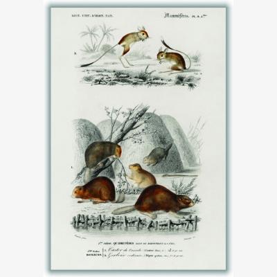 Wolf & Badger Grey Beaver And Jerboa A4 210 X 297Mm Stanley Print House