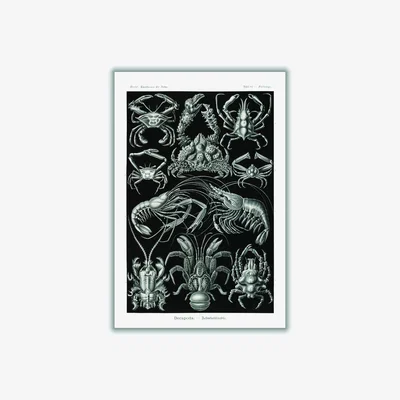Wolf & Badger Black Decapoda-Behnfukkreble By Ernst Haeckel A1 594 X 841Mm Stanley Print House