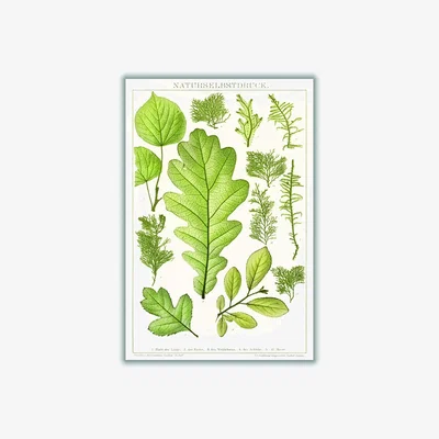 Wolf & Badger Green Various Leaves Extra Large Stanley Print House