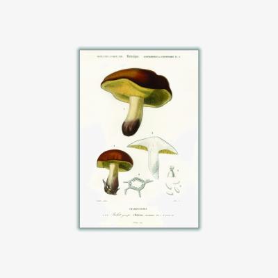 Wolf & Badger Brown Mushroom Illustration Print Extra Small Stanley Print House