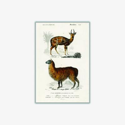 Wolf & Badger Brown Natural History Alpaca & Antilope A4 210 X 297Mm Stanley Print House