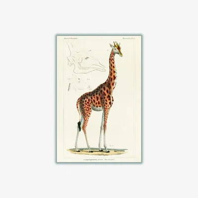 Wolf & Badger Gold Animal Kingdom - The Giraffe A1 594 X 841Mm Stanley Print House