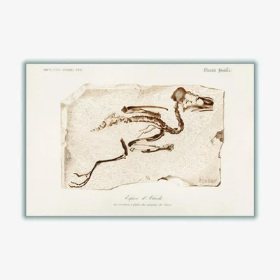 Wolf & Badger Brown Kingfisher Small Stanley Print House