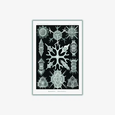 Wolf & Badger Grey Spumellaria-Schaumstrahlinge By Ernst Haeckel A4 210 X 297Mm Stanley Print House