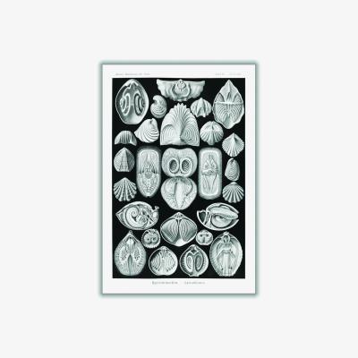 Wolf & Badger Grey Spirobranchia-Spiralkiemer By Ernst Haeckel Extra Large Stanley Print House