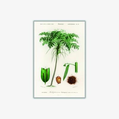 Wolf & Badger Green Trichipteris Excelsa Medium Stanley Print House