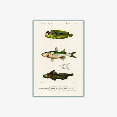 Wolf & Badger Green Natural History Different Types Of Fish 2 Xxs Stanley Print House