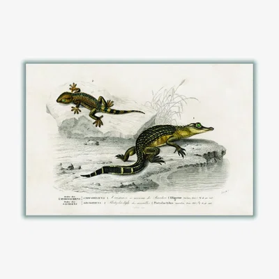 Wolf & Badger Green Alligator And Lilford Swall Lizard A3 297 X 420Mm Stanley Print House