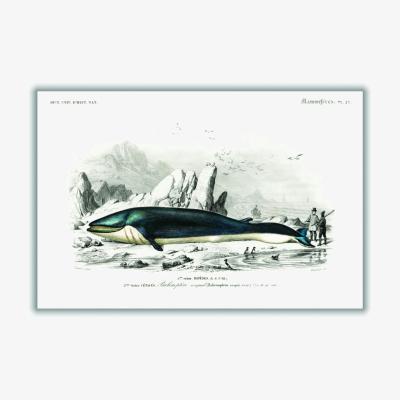 Wolf & Badger Black Balaenoptera Rorqual A2 420 X 594Mm Stanley Print House