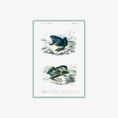 Wolf & Badger Blue Shrinking Frog & Black-Spotted Casque-Headed Tree A3 297 X 420Mm Stanley Print House