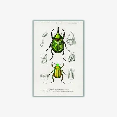 Wolf & Badger Green Chrysina Macropus And Eastern Hecules Beetle Print A3 297 X 420Mm Stanley Print House