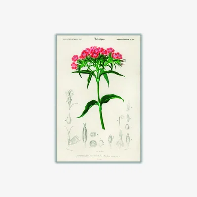 Wolf & Badger Sweet William A4 210 X 297Mm Stanley Print House
