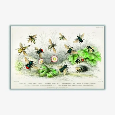 Wolf & Badger Green Various Types Of Bee Large Stanley Print House