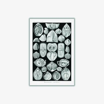 Wolf & Badger Grey Spirobranchia-Spiralkiemer By Ernst Haeckel A2 420 X 594Mm Stanley Print House